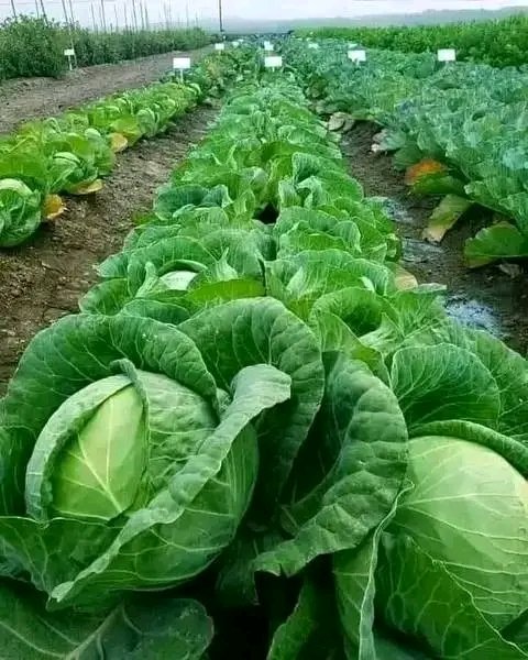 Cabbage  Algeria