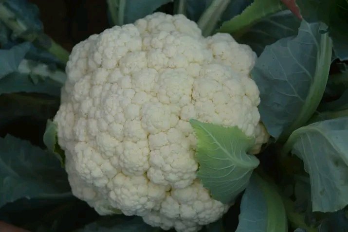 Cauliflower  Argentina