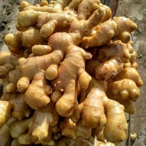 Ginger from Vietnam